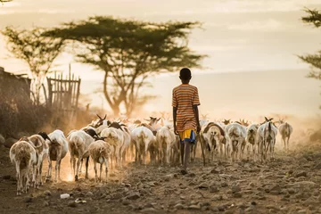Foto auf Leinwand Afrikanisches Vieh © birtoiu