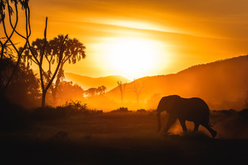 Obraz na płótnie Canvas Safari sunset