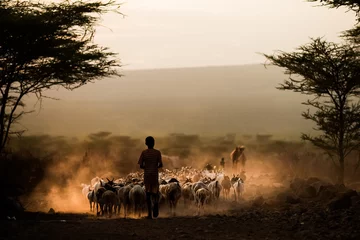 African Livestock © birtoiu