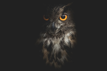 owl - Powered by Adobe
