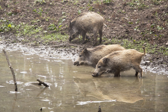 Wildschweine Suhle