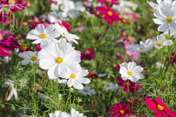 White cosmos flowers in the garden