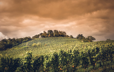 Obraz premium Weinberg