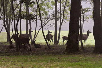 Rotwild am Waldrand