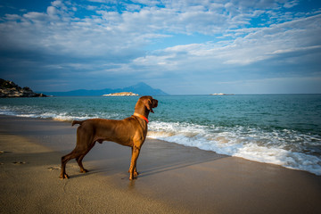 Dog friendly beach holidays 