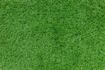 Obraz premium Green grass field, texture background