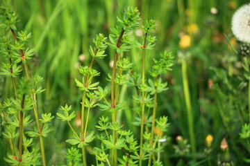 Spring green grass background