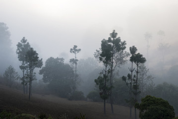 Fototapeta na wymiar Trees from a park in a misty dawn