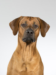 Rhodesian dog portrait. Image taken in a studio.