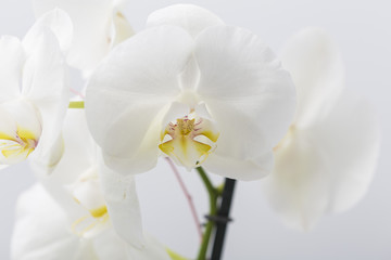 Fototapeta na wymiar White leaves orchid macro flower in bloom on a grey bright background