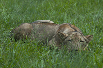 A female lion on green grass