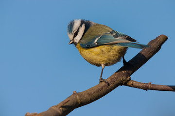 Farbenfrohe Blaumeise sitzt auf hohem Ast vor blauen Himmel