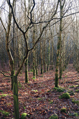 Bare trees in a forest 