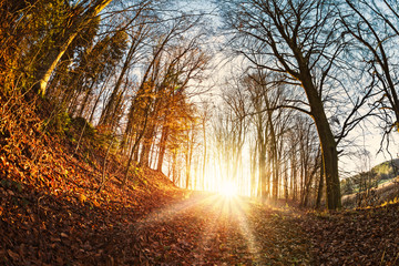 Herbstlicher Waldweg mit Sonnenstrahlen