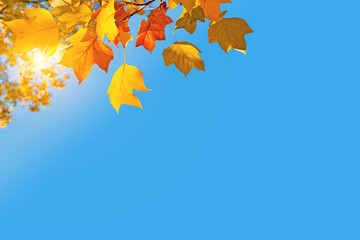 Autumnal Thanksgiving background, sun, yellow maple tree branch with orange golden leaves in fall and blue sky with copy space
