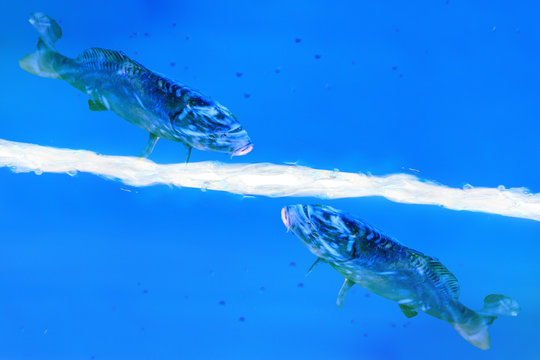 Zwei Fische schwimmen in einer blauen Fl&uuml;ssigkeit.