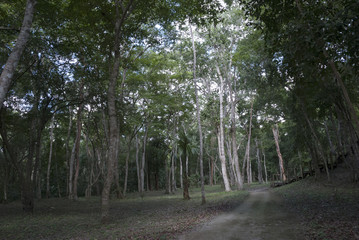 Beautiful wood at the sunset on Pete, Guatemala