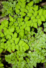 Wood sorrel on the forest ground