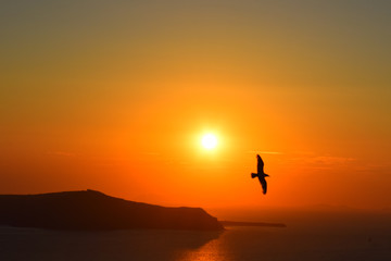 Santorini (Greece) Sunset bird