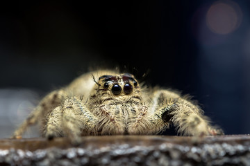 Jumping spider