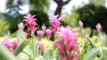 Siam Tulip