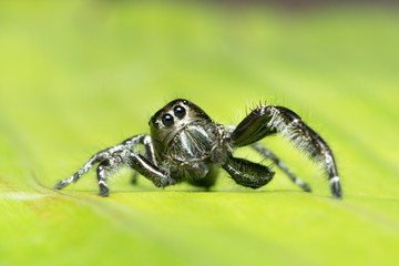 Jumping spider
