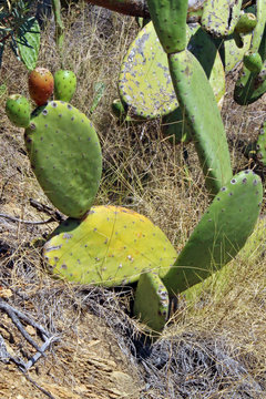 Chumbera con higos (Opuntia ficus-indica)