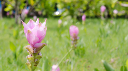 Siam Tulip