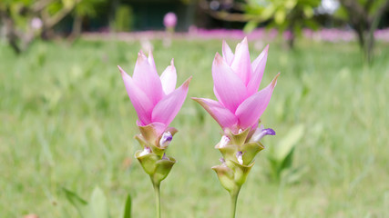 Siam Tulip