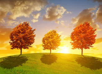 Autumn landscape with colorful trees at sunset.