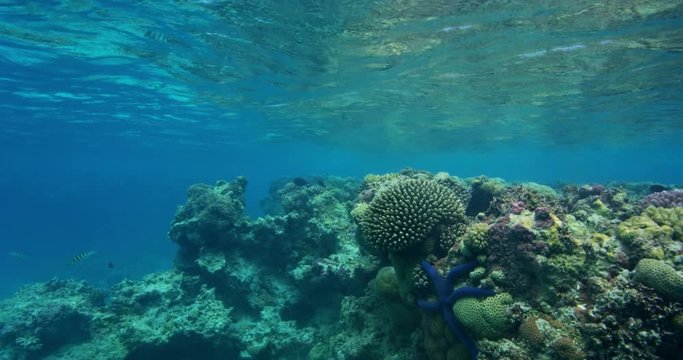 Underwater view of tropical coral reef in south pacific