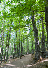 Obraz premium Castañar