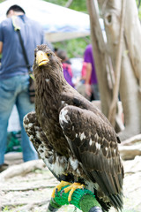 eagles show