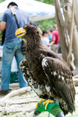 eagles show