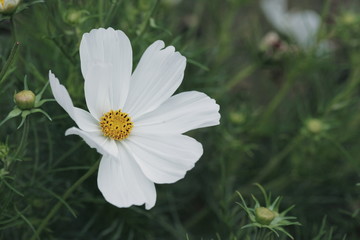 Close-up of White Cosmos Flower with Green Background
