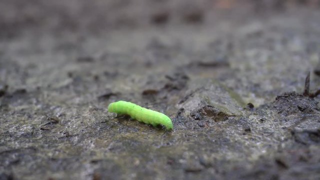 Caterpillar Continues to Crawl Away From Camera