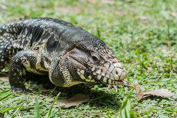 Black and White Tegu
