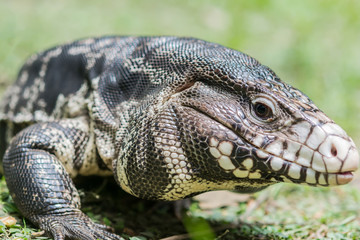Obraz premium Black and White Tegu