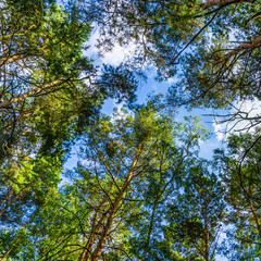 pine forest bottom view