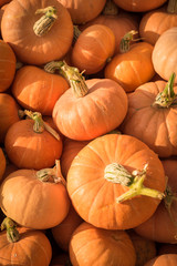 New pumpkin harvest laying on the farm field