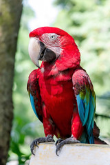 Beautiful macaw