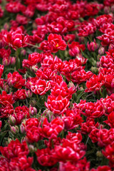 Fototapeta premium field with red tulips in the netherlands