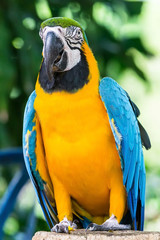 Beautiful macaw