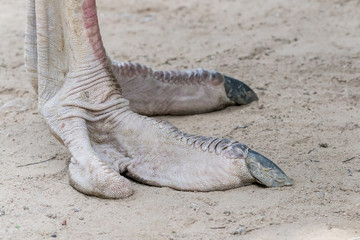 ostrich claws