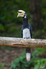 Portrait of Oriental pied hornbill