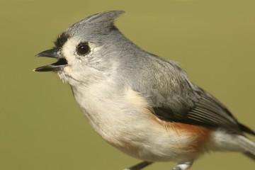 Tufted Titmouse (baeolophus bicolor)