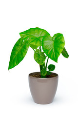 Potted house plant isolated in white background