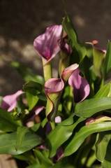 Arum violet