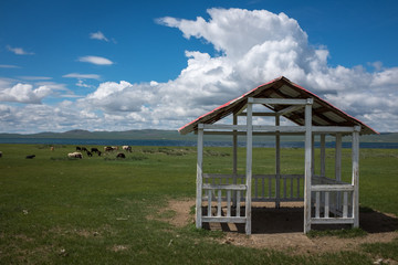 Moutons dans la steppe, Mongolie