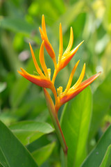 Canna flower